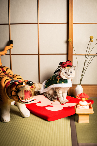 cat on new year in Japan