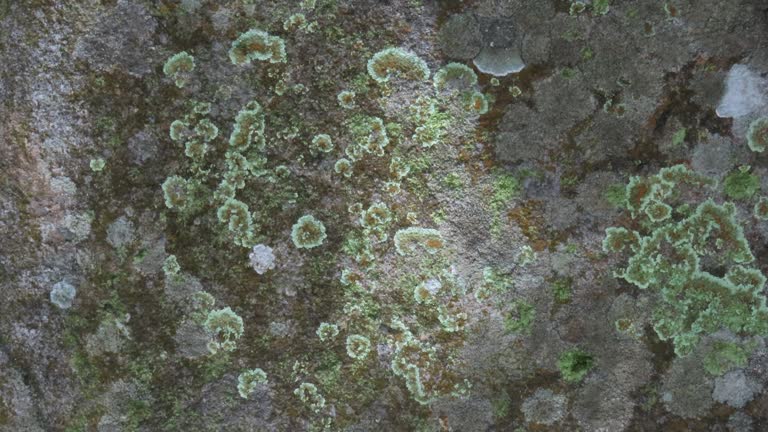 Lichen on rock