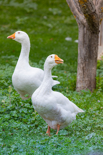 Goose dries by the pond