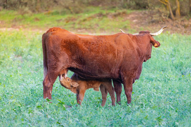 Salers cattle