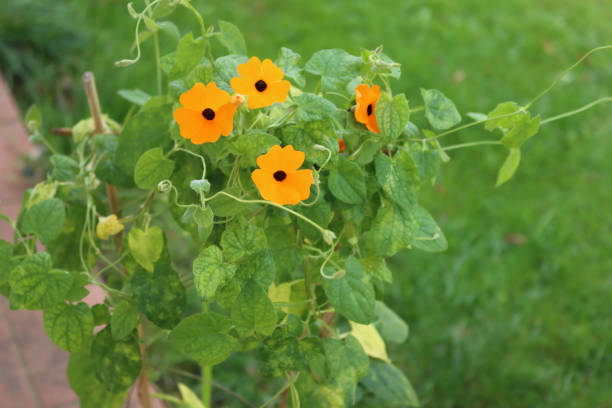 Flower of a black-eyed Susanne.\nPlant species from the acanthus family