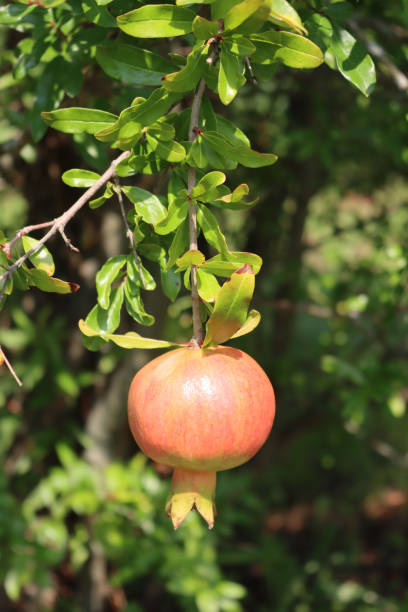 istock Pomegranate fruit growing on branch on late summer 1423850785
