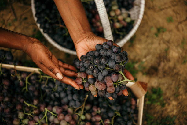 uve fresche biologiche - vendemmia foto e immagini stock