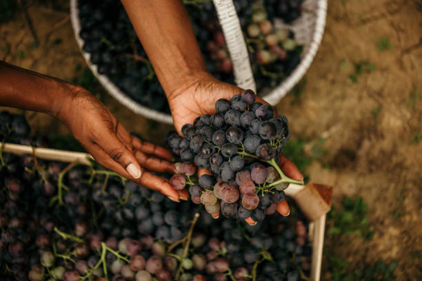 Organic fresh grapes stock photo