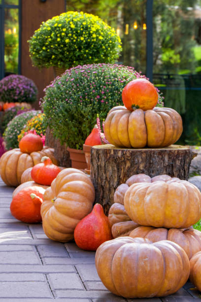 istock Large pumpkins in autumn decoration 1423851764