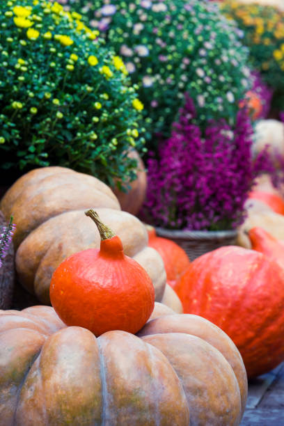 istock A small pumpkin in autumn decoration 1423851775