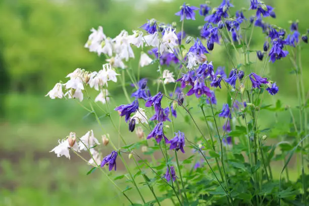 aquilegia alpina flower. beautiful floral background. Natural background in the summer garden.