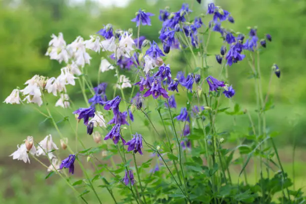 aquilegia alpina flower. beautiful floral background. Natural background in the summer garden.