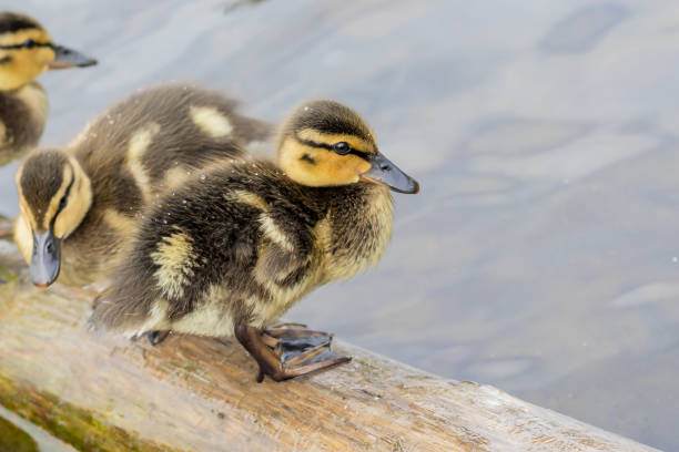 istock A small newborn fluffy duckling stands on a wet floating log. 1423856475