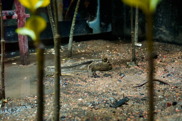 mudskipper fish hiding in mud swamp close up