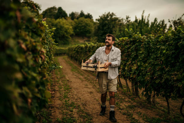 questo sarà un buon vino - winemaking grape harvesting crop foto e immagini stock