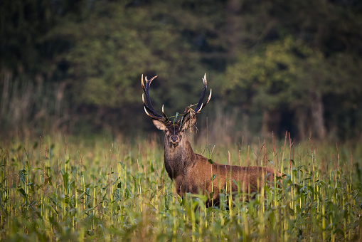 Old Red deer stag (Cervus elaphus) . Wild Deer.