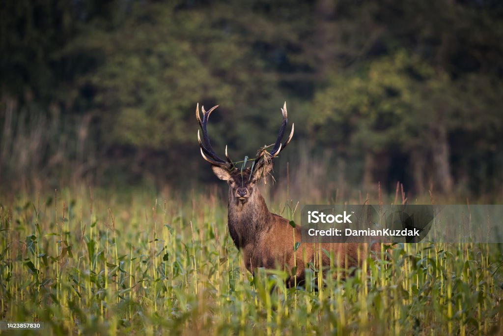 Red deer (Cervus elaphus) Old Red deer stag (Cervus elaphus) . Wild Deer. Deer Stock Photo