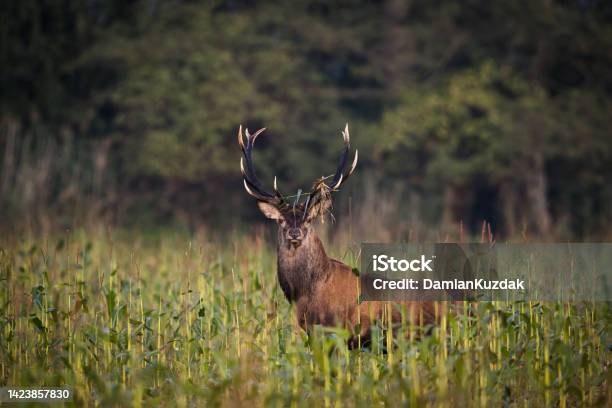 Red Deer Stock Photo - Download Image Now - Deer, Agricultural Field, Animal Wildlife