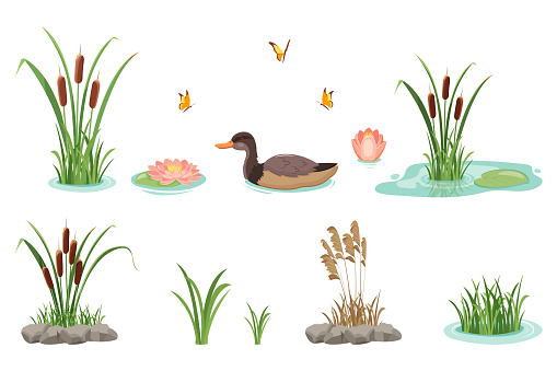 Reeds with grass and water lilies isolated on white background. Wild swimming duck. Lake cattail. Set of vector illustrations of marsh plants in water and stones.