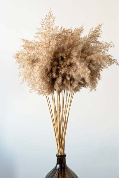 istock Dried natural pampas grass in a glass vase. Interior decor element. Boho background. Minimalism 1423860615