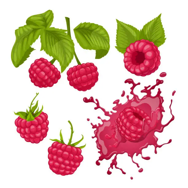 Vector illustration of raspberry fruit set cartoon vector illustration