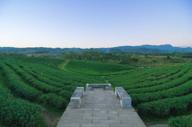 istock Choui Fong Tea Plantation. 1423862968
