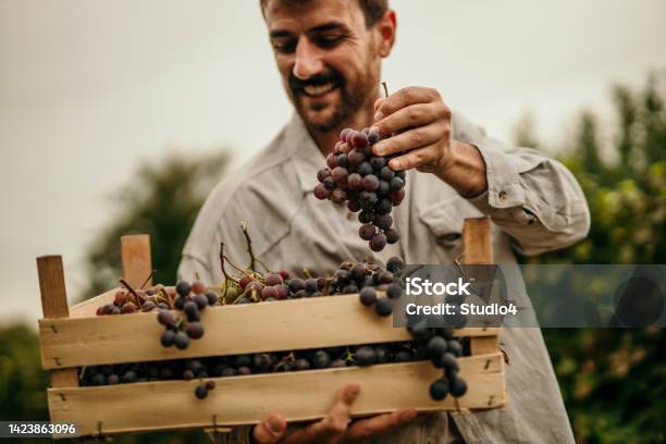So Proud On My Vineyard Stock Photo - Download Image Now - Grape, Adult, Adults Only