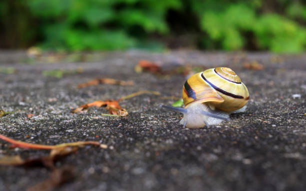 istock Little snail on a stone 1423864597