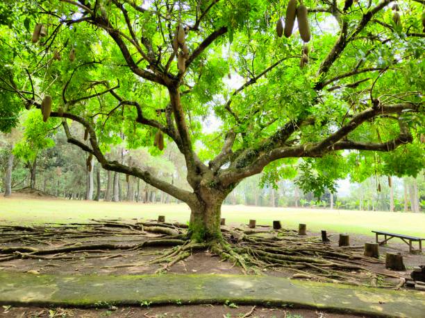 Allanblackia trees thrive in a large flower garden surrounded by grass