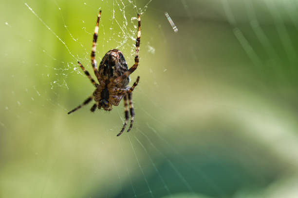 istock Cross spider in a spider web, lurking for prey. Blurred background 1423868248