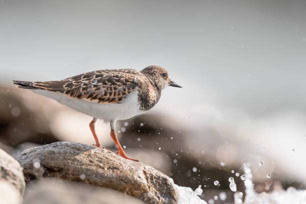 On the rock, fine art portrait of the ruddy turnstone (Arenaria interpres) Beautiful bird on the reef ruddy turnstone stock pictures, royalty-free photos & images