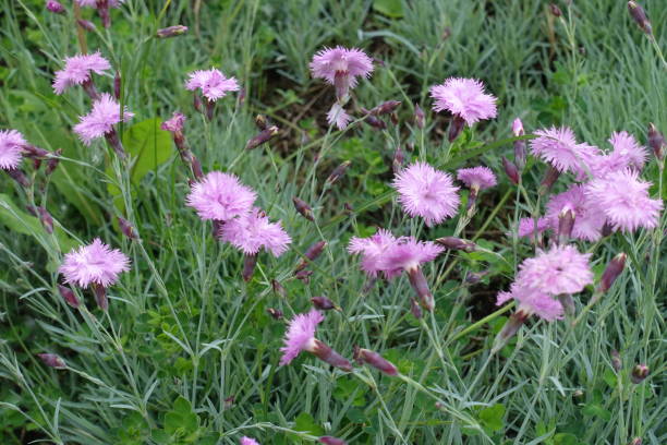 istock Multiple light pink flowers and buds of polymerous Dianthus in May 1423872905