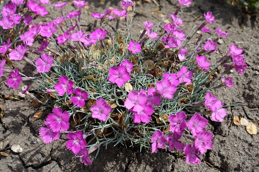 A lot of pink flowers of Dianthus gratianopolitanus La Bourboule in mid May