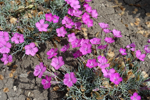 Dozens of pink flowers of Dianthus gratianopolitanus La Bourboule in mid May