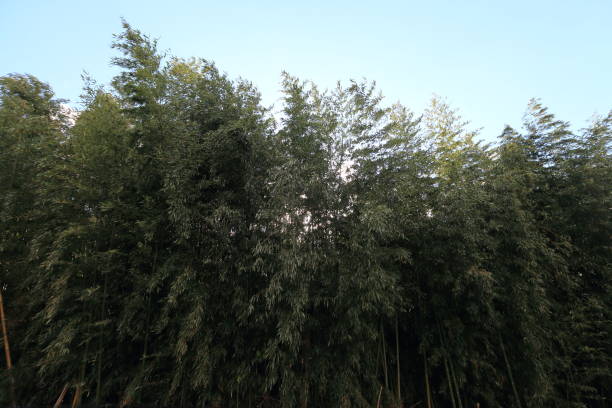 istock Bamboo grove in Kyoto Prefecture 1423873853