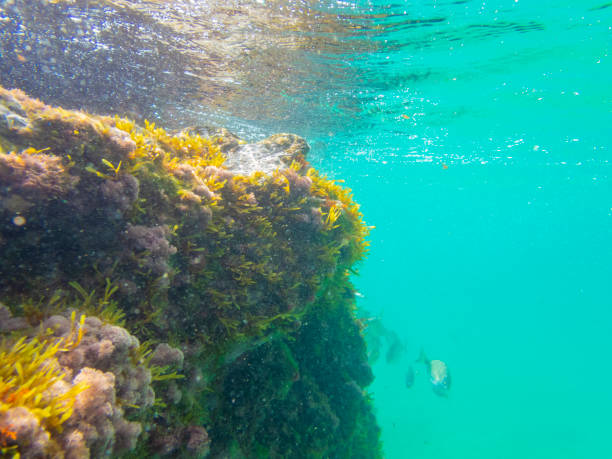Cala Fosca underwater scapes. Cala Fosca In Costa Brava. Catalonian best beaches with magnificent fauna and flora. coralline red algae photos stock pictures, royalty-free photos & images