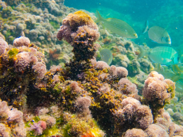 Cala Fosca underwater scapes. Cala Fosca In Costa Brava. Catalonian best beaches with magnificent fauna and flora. coralline red algae photos stock pictures, royalty-free photos & images