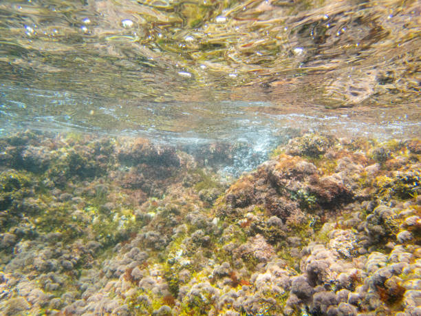Cala Fosca underwater scapes. Cala Fosca In Costa Brava. Catalonian best beaches with magnificent fauna and flora. coralline red algae photos stock pictures, royalty-free photos & images
