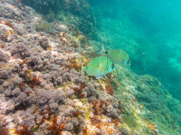 Cala Fosca underwater scapes. Cala Fosca In Costa Brava. Catalonian best beaches with magnificent fauna and flora. coralline red algae photos stock pictures, royalty-free photos & images