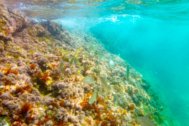 Cala Fosca underwater scapes. Cala Fosca In Costa Brava. Catalonian best beaches with magnificent fauna and flora. coralline red algae photos stock pictures, royalty-free photos & images