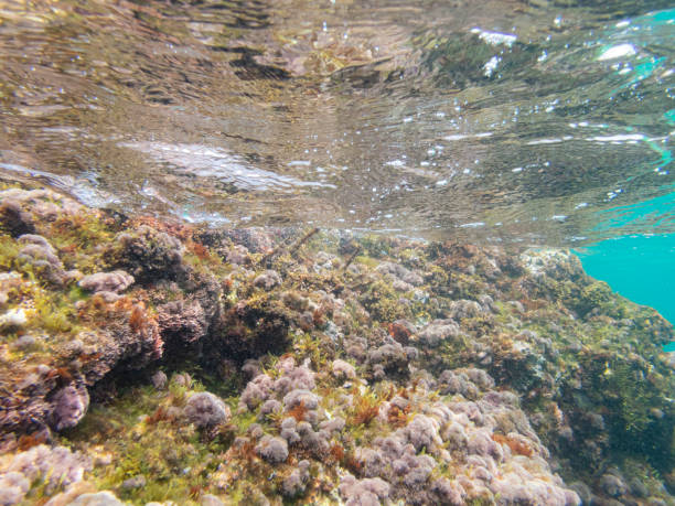 Cala Fosca underwater scapes. Cala Fosca In Costa Brava. Catalonian best beaches with magnificent fauna and flora. coralline red algae photos stock pictures, royalty-free photos & images
