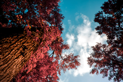 Infrared image of Looking up at tress, leaves, branches and the blue blue sky.