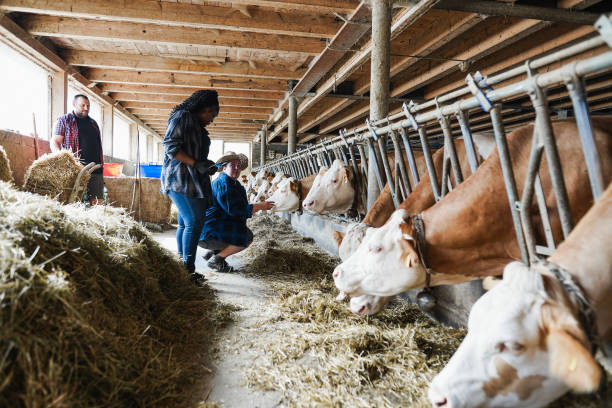 istock Young multiracial farmer people working together inside cowshed - Focus on bottom cows 1423886338