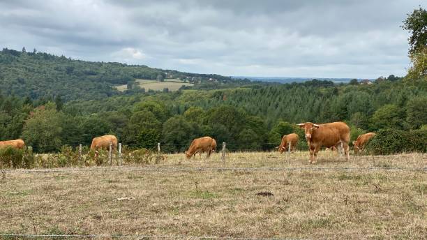 istock Limousine, cow, meadow, barbed wire 1423888673