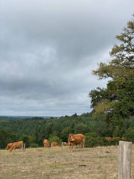 istock Limousine, cow, meadow, barbed wire 1423888794
