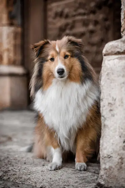 sheltie looking at you
