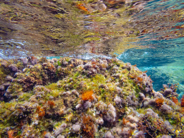 Cala Fosca underwater scapes. Cala Fosca In Costa Brava. Catalonian best beaches with magnificent fauna and flora. coralline red algae photos stock pictures, royalty-free photos & images