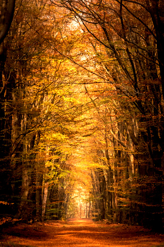 Path with Beech trees on each side in a  a forest during a beautiful fall day in the Veluwe nature reserve in Hoog Buurlo in Gelderland, The Netherlands. Sunlight is shining through the canopy giving the leaves a golden color.