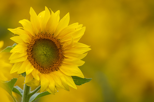 Close shot of a flowering sunflower