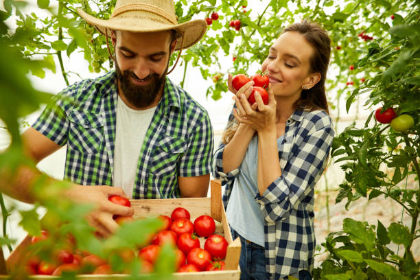 молодая пара фермеров, работающих в теплице - gardening women vegetable formal garden стоковые фото и изображения