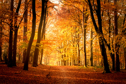Path with Beech trees on each side in a  a forest during a beautiful fall day in the Veluwe nature reserve in Hoog Buurlo in Gelderland, The Netherlands. Sunlight is shining through the canopy giving the leaves a golden color.