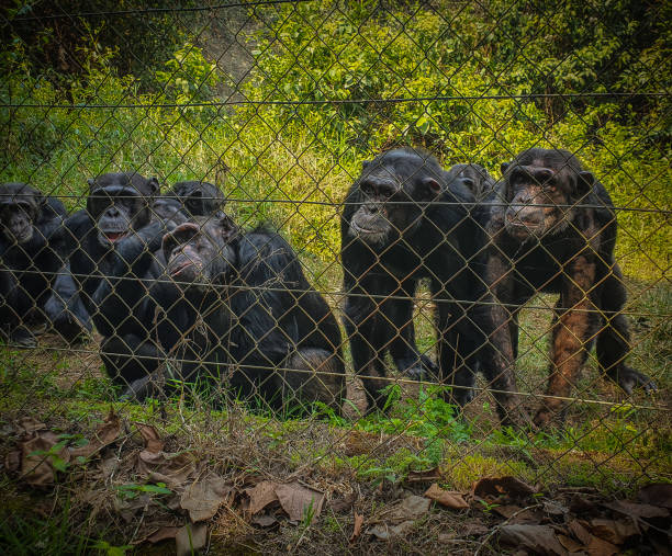 istock Primates in Lwiro sanctuary's 1423897586