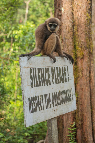 borneo-weißbärtigergibbon - tanjung-puting-reservat stock-fotos und bilder