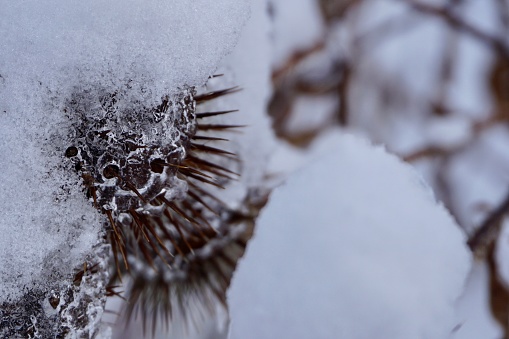 Spherical thorns under the snow.